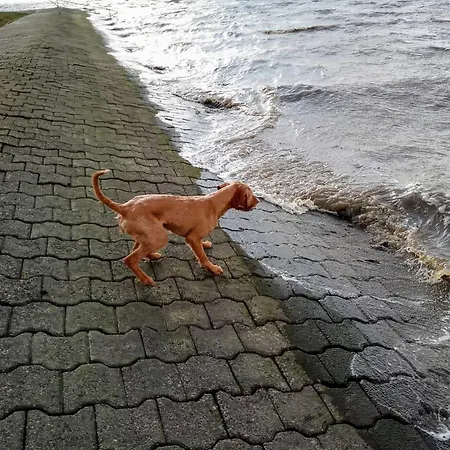 Fischerhaus Am Deich 45233 *