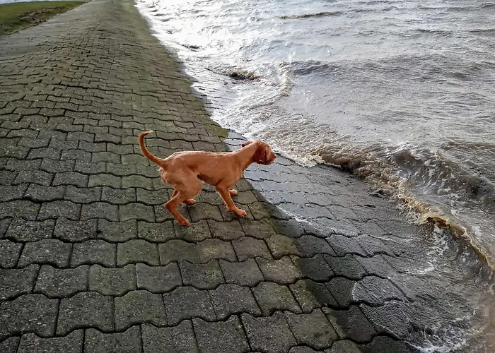 Fischerhaus Am Deich 45233 *